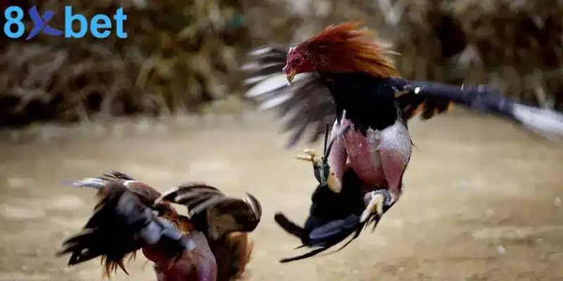 Đá gà trực tiếp - Giải trí kịch tính và đổi đời nhanh chóng 2 Đá gà mạng trực tiếp cung cấp những trận đấu vô cùng hấp dẫn